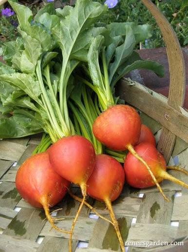 Golden Beets Bunch