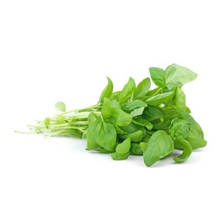 Fresh Basil Bunch